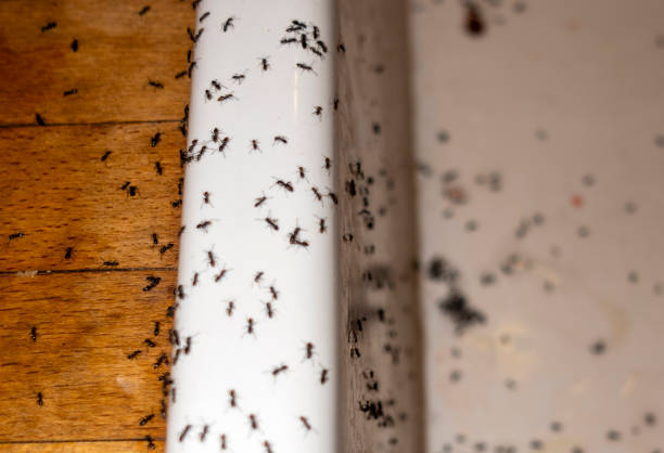 Best Pest Removal Services  in Cartervle, IL