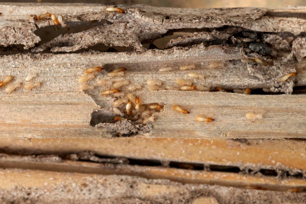 Best Affordable Pest Control Services  in Cartervle, IL